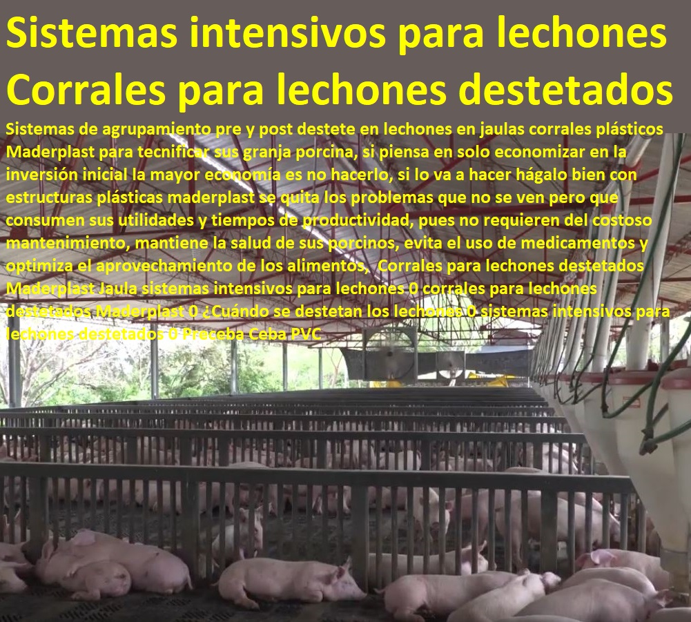 Corrales para lechones destetados Maderplast Jaula sistemas intensivos para lechones 0 corrales para lechones destetados Maderplast 0 ¿Cuándo se destetan los lechones 0 sistemas intensivos para lechones destetados 0 porcicultura jaulas, corrales, parideras, porcinas corral, gestación cerdas, parto cerda, lechonera, destete, jaula pre ceba porcinos, corraleja, ceba, engorde cerdos, porqueriza cría de lechones, pisos jaulas comederos, Preceba Ceba PVC Corrales para lechones destetados Maderplast Jaula sistemas intensivos para lechones 0 corrales para lechones destetados Maderplast 0 ¿Cuándo se destetan los lechones 0 sistemas intensivos para lechones destetados 0 Preceba Ceba PVC